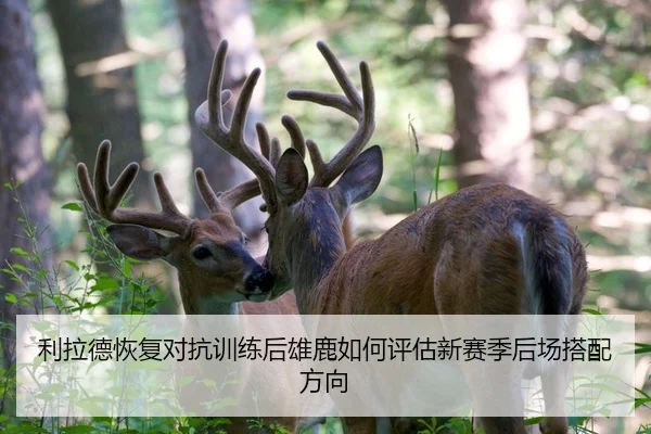 利拉德恢复对抗训练后雄鹿如何评估新赛季后场搭配方向